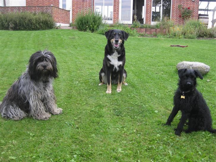 Blanding af racer - Hilda billede 10