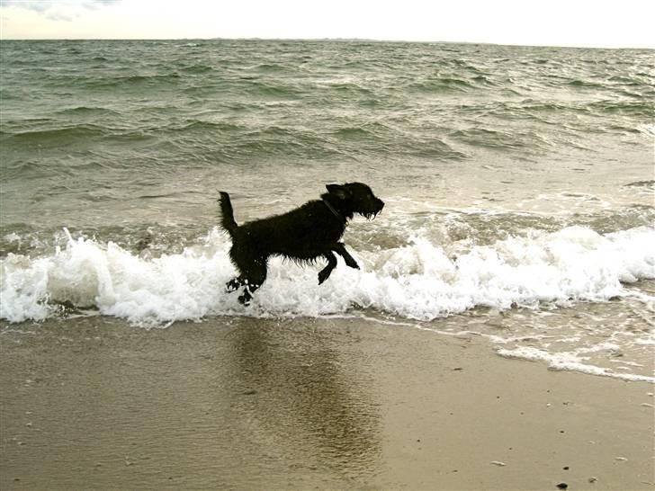 Blanding af racer - Hilda billede 11