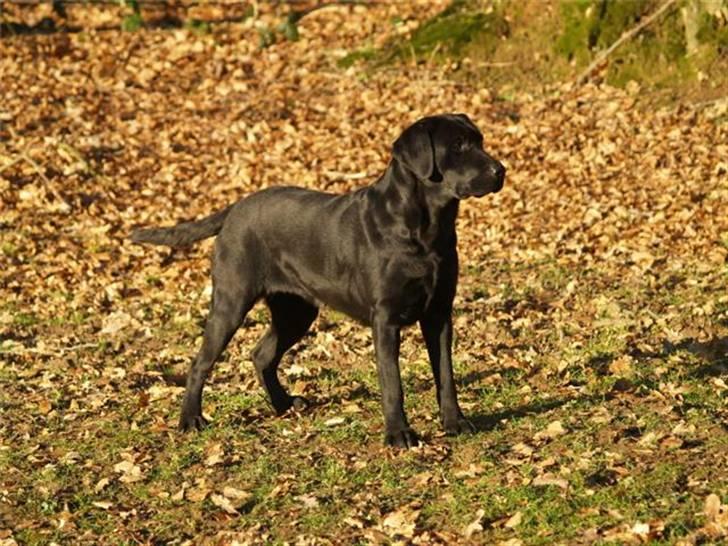 Labrador retriever Taslas little Tju-Tju - Velkommen til Tju-Tjus profil billede 1