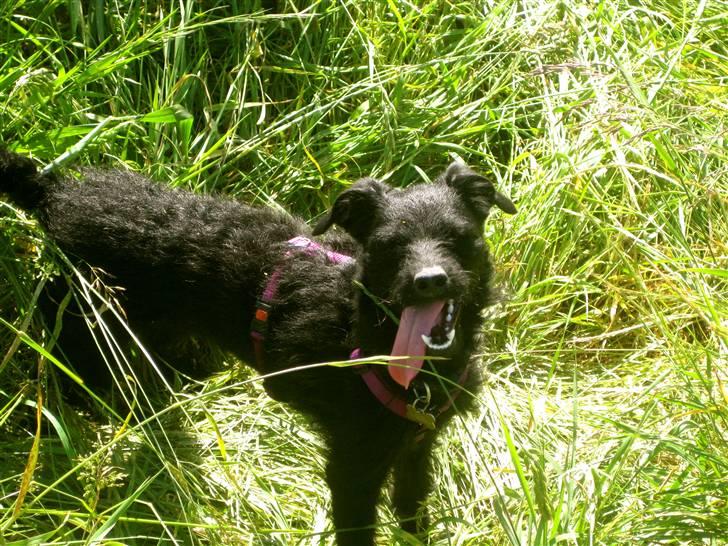 Blanding af racer - Hilda billede 12