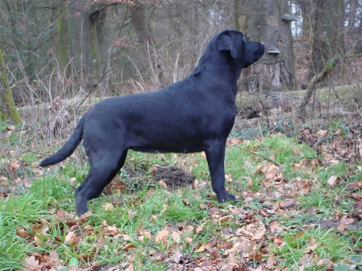 Labrador retriever Taslas little Tju-Tju - Taget d. 21/12 - 08 billede 2