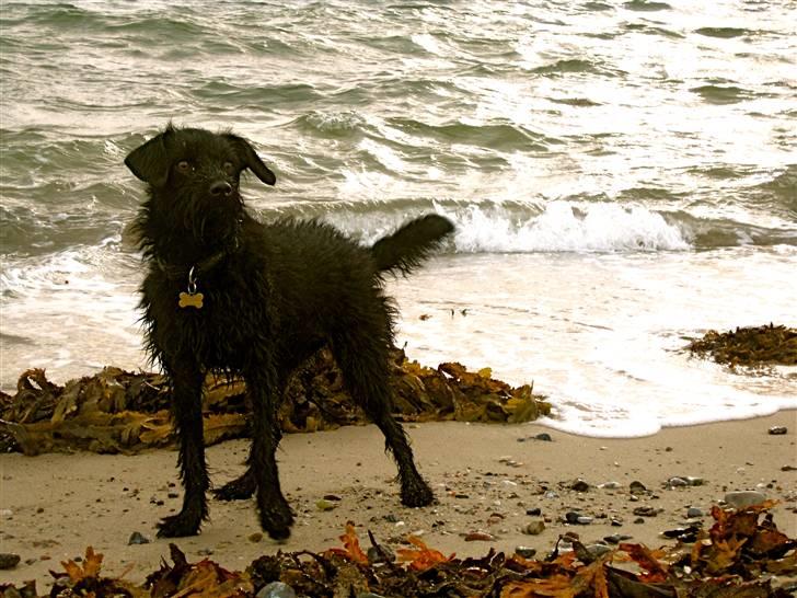 Blanding af racer - Hilda billede 13