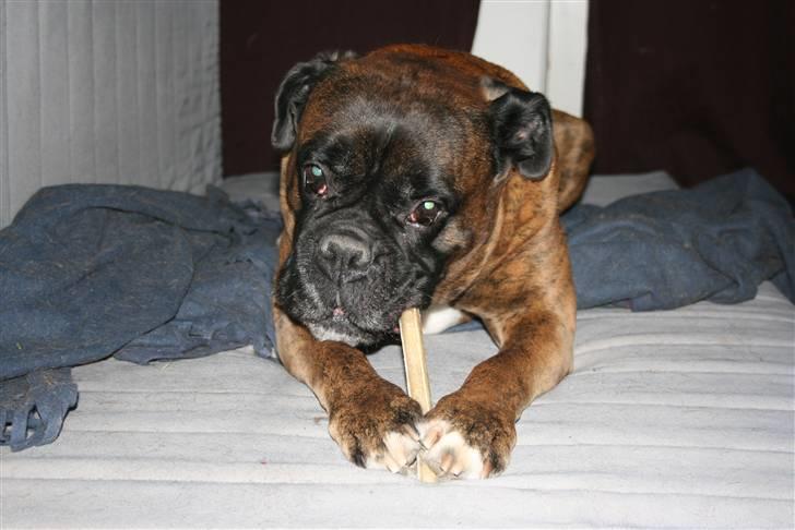 Boxer Rieckhol's Desto R.I.P.  billede 12
