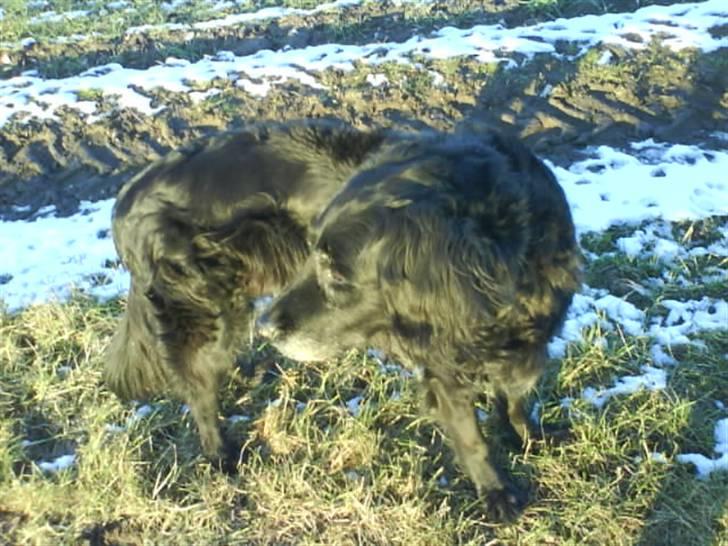 Blanding af racer Rollo<´3 Død d. 5 mar. ]; - Rollo... Jeg elsker diiig<33 billede 1