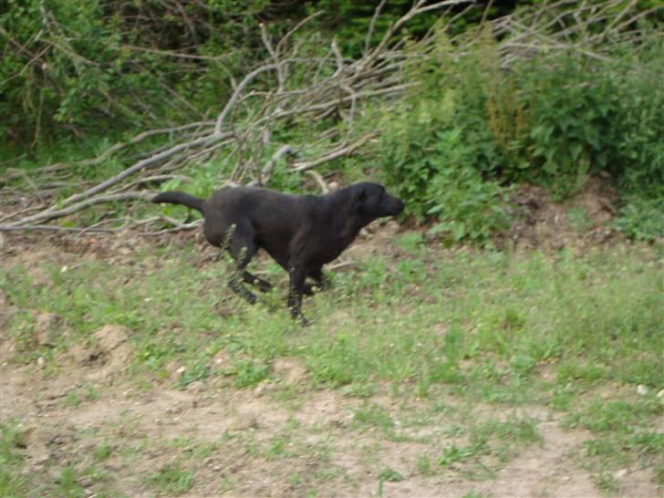 Labrador retriever Taslas little Tju-Tju - Jeg løber som vinden! billede 4