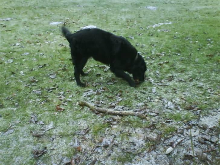 Blanding af racer Rollo<´3 Død d. 5 mar. ]; - Min Skath<3 Hvor er du en lækker dreng hva´? <333 ILU billede 2