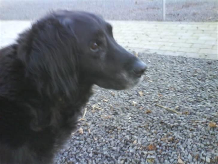 Blanding af racer Rollo<´3 Død d. 5 mar. ]; - Det ser ud som om der er noget på færde... Hehe, han er da bare for sød<3 billede 3