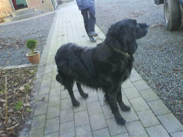 Blanding af racer Rollo<´3 Død d. 5 mar. ]; - Tjaa...Her står han bare, og kigger på bilen, han tror nok at han skal med...Ja, det endte det faktisk også med at han kom. billede 4