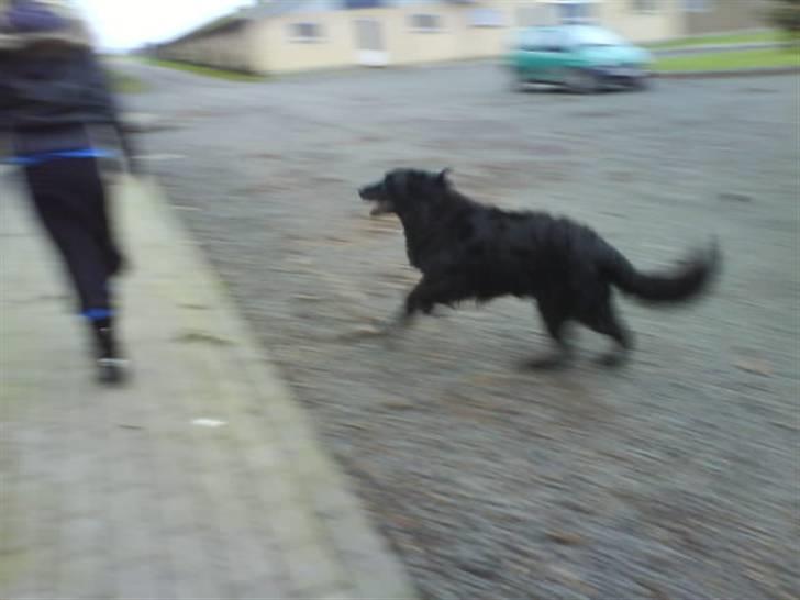 Blanding af racer Rollo<´3 Død d. 5 mar. ]; - Fart på.... Ja man skal være hurtig for at følge med Rollo... Det er min søster han løber om kap med..! billede 5