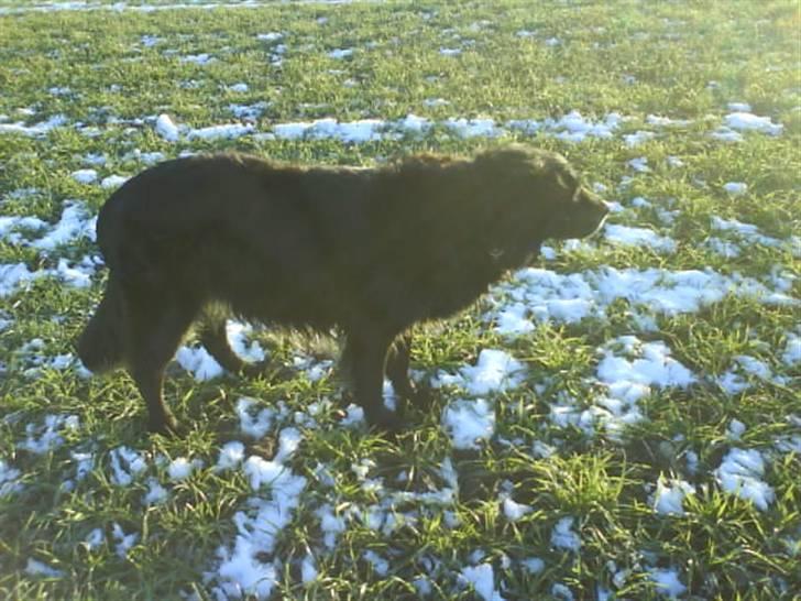 Blanding af racer Rollo<´3 Død d. 5 mar. ]; - <3 En dejlig hund er ikke til at slippe af syne igen !! <3 billede 6