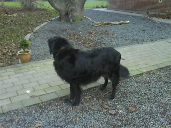 Blanding af racer Rollo<´3 Død d. 5 mar. ]; - Dejlige Rollo<333 Ja der er jo ikke så meget at fortælle om dette billede ! ! ! billede 7