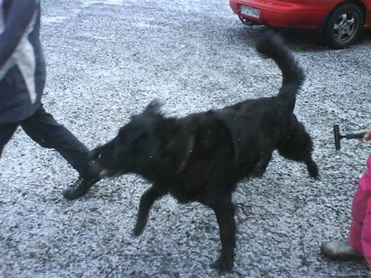 Blanding af racer Rollo<´3 Død d. 5 mar. ]; - Haha... Rollo i fuld fart!! ! ! !! Det må amn da sige ! Haha <3 billede 8