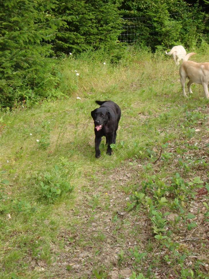 Labrador retriever Taslas little Tju-Tju billede 5