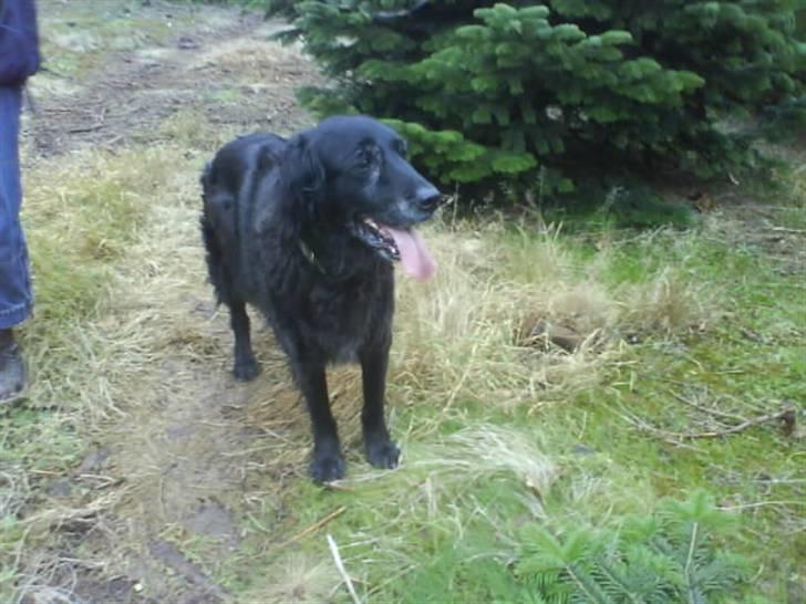 Blanding af racer Rollo<´3 Død d. 5 mar. ]; - I julen...Ja vi var lige ude i skoven for at fnde et juletræ, og self. skulle Rollo da med<3 ! billede 9