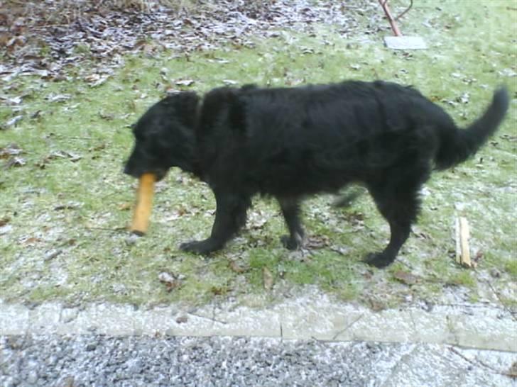 Blanding af racer Rollo<´3 Død d. 5 mar. ]; - Dejlige Rolllo<3333 OnlyYouBoy<333 billede 10