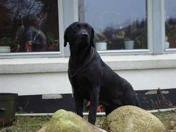 Labrador retriever Taslas little Tju-Tju - *NYT* - Taget d. 21/12 - 08 billede 6