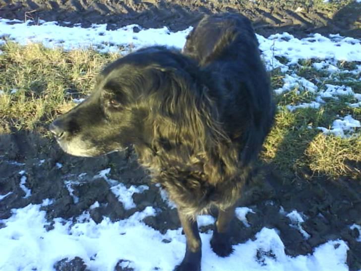 Blanding af racer Rollo<´3 Død d. 5 mar. ]; - Rollo<33 ILOVEYOU billede 11