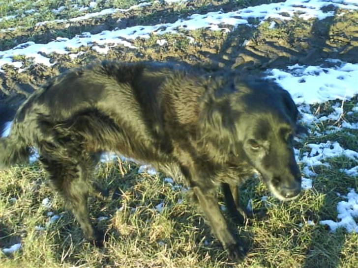 Blanding af racer Rollo<´3 Død d. 5 mar. ]; - Rollo og jeg, var ude og tage nogle billeder af ham.. Ja ]: Det var ugen før han døde !! Snøft !! ): billede 12