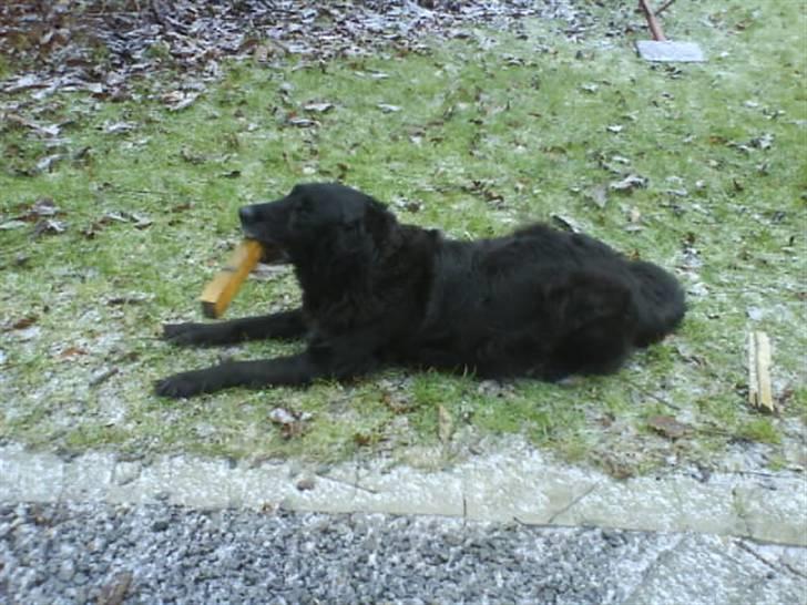 Blanding af racer Rollo<´3 Død d. 5 mar. ]; - Puhaa...Så er der da også tid til at slappe lidt af ! Heeh<3 billede 13