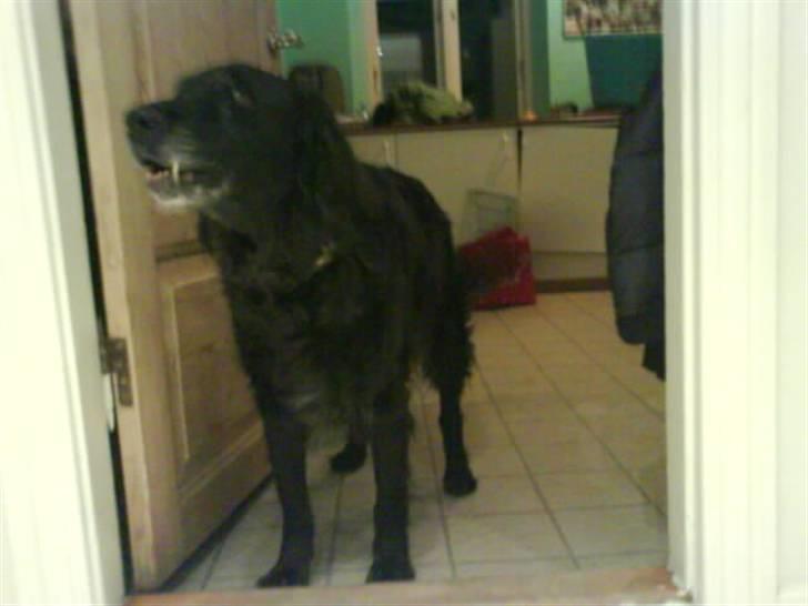 Blanding af racer Rollo<´3 Død d. 5 mar. ]; - Tigge-røv.... Han skal snart have mad, så det er nu han skal tigge  :) <3 billede 14