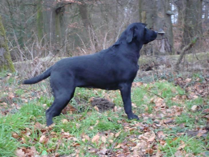 Labrador retriever Taslas little Tju-Tju - *NYT* - Taget d. 21/12 - 08 billede 7