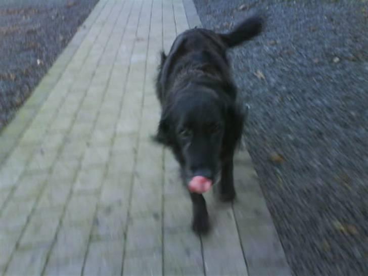 Blanding af racer Rollo<´3 Død d. 5 mar. ]; - Han kommer løbene, med tungen ude af munden... Det ser godt ud :) billede 15