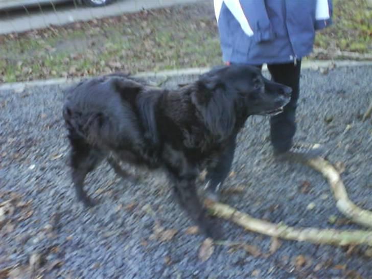 Blanding af racer Rollo<´3 Død d. 5 mar. ]; - Rollo med sin typisk store pind...Som sagt : Jo større desto bedre<3 billede 16