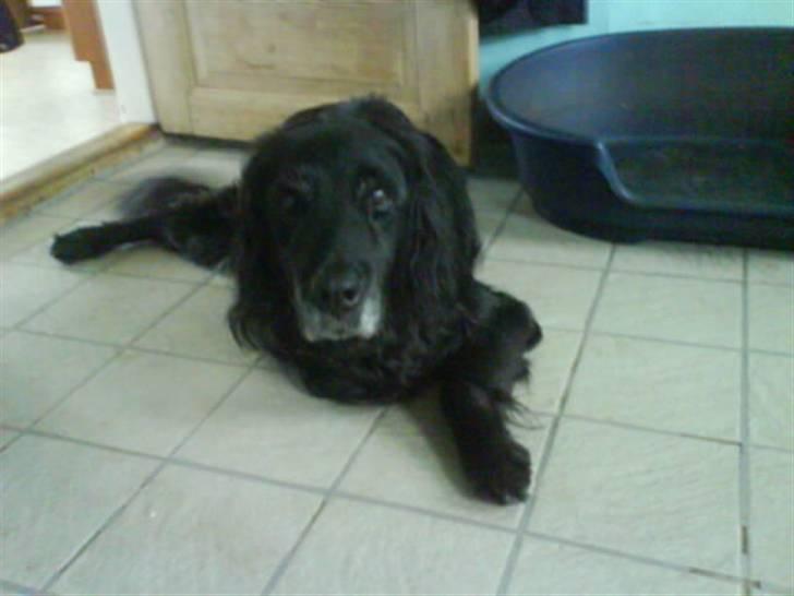 Blanding af racer Rollo<´3 Død d. 5 mar. ]; - Rollo!!!! Ligger så sødt på gulvet....<3... Jamen dog hvor er du dejlig hund<3 billede 17