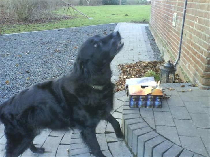 Blanding af racer Rollo<´3 Død d. 5 mar. ]; - Wuf Wuf... Hvem vil lege ?  Hehe, skat jeg elsker dig<3 billede 18