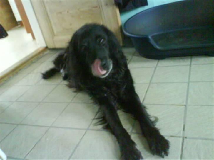 Blanding af racer Rollo<´3 Død d. 5 mar. ]; - Dejlige kæmpe poter du har dig der skath<333 Du er simpenthen så dejlig<333 billede 19