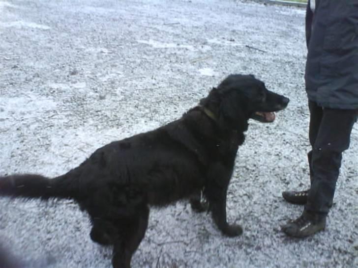 Blanding af racer Rollo<´3 Død d. 5 mar. ]; - Hehe..Han er da helt oppe og køre når han ser en pind<3 Hehe billede 20