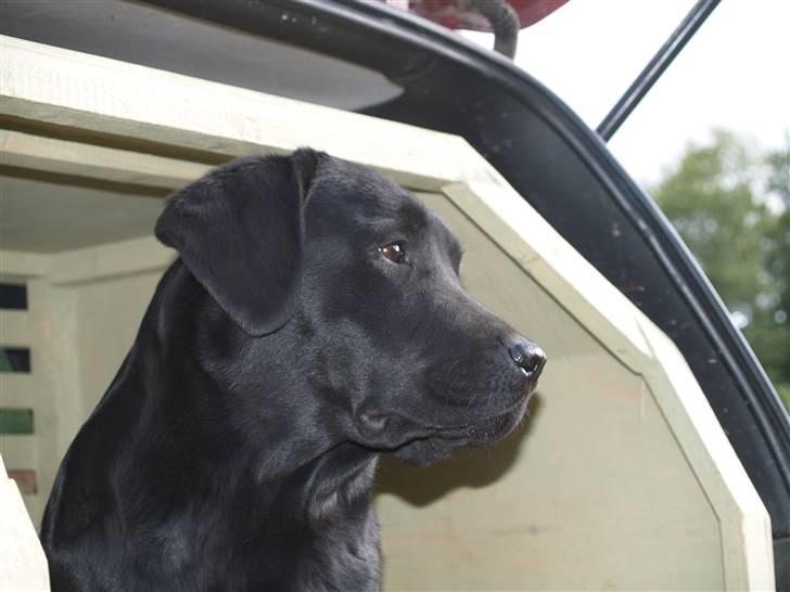 Labrador retriever Taslas little Tju-Tju - Hun er da smuk ! billede 8