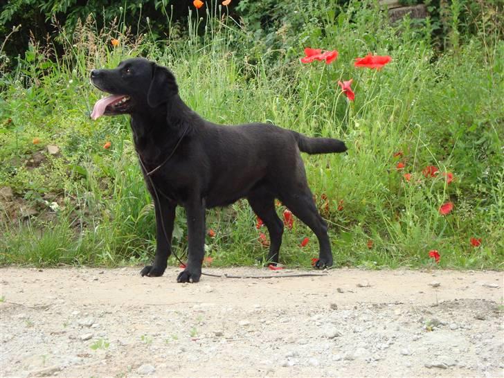 Labrador retriever Petit Deor's O'Mega - Velkommen til O´Megas profil :) billede 1
