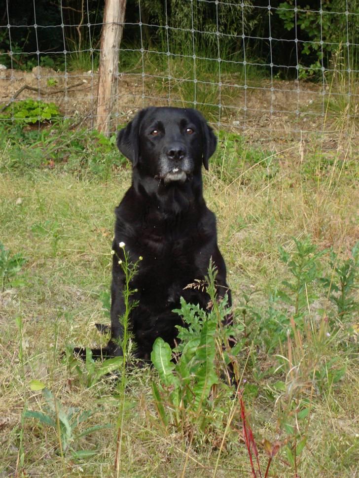 Labrador retriever Petit Deor's O'Mega - Hun er sku da sød <3 billede 2
