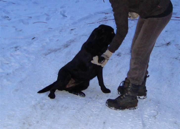 Labrador retriever Petit Deor's O'Mega - O´Mega og jeg træner kommunikation :) Mest bare for sjov :P billede 3