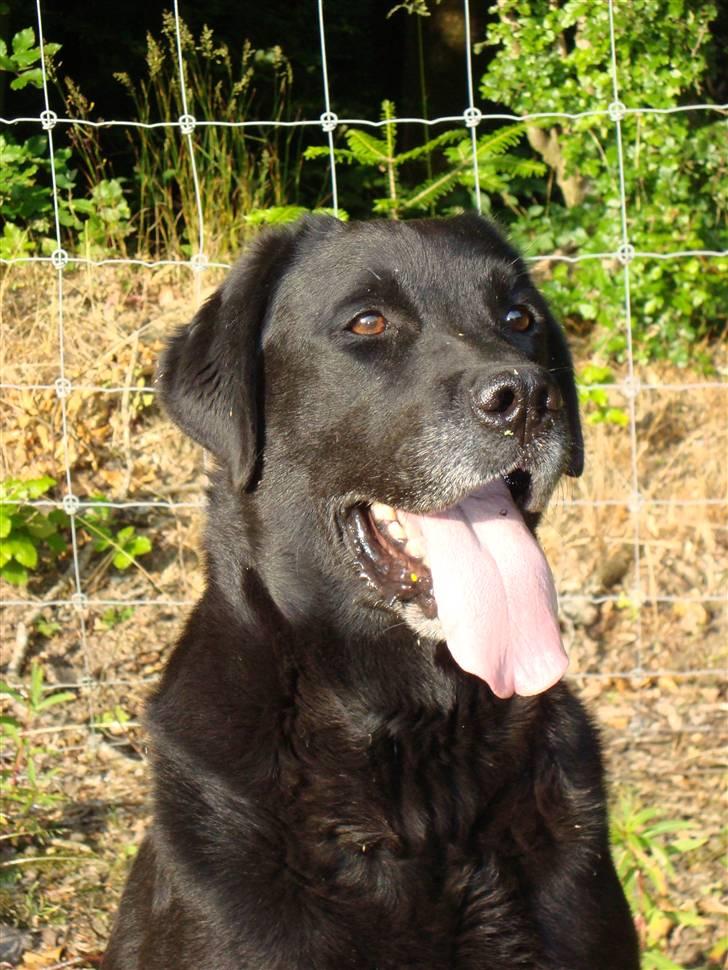 Labrador retriever Petit Deor's O'Mega billede 4