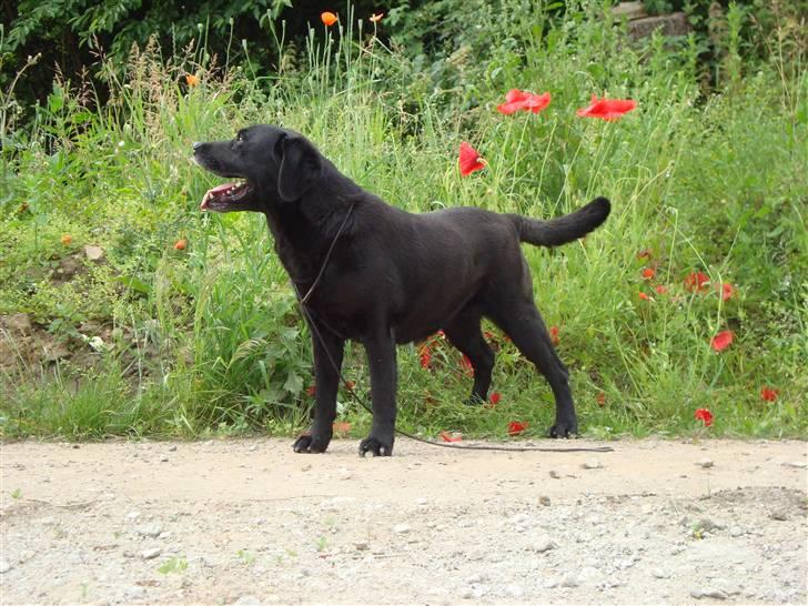 Labrador retriever Petit Deor's O'Mega billede 5