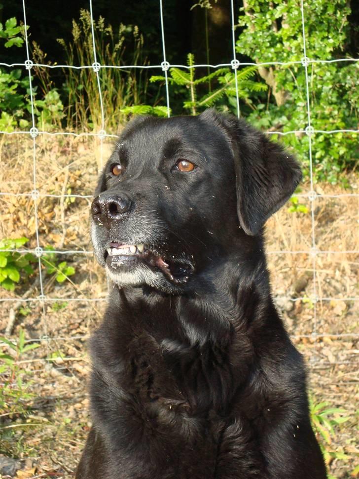 Labrador retriever Petit Deor's O'Mega - Hehe. Jeg sagde "Marker", og så blev hun helt vild efter at se hvor dummy´en blev kastet fra :D billede 6