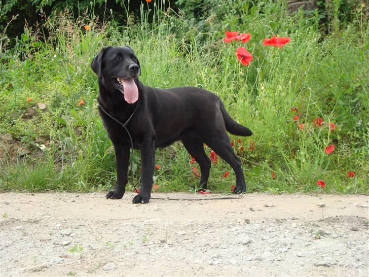 Labrador retriever Petit Deor's O'Mega - Hun er bare smuk! billede 7