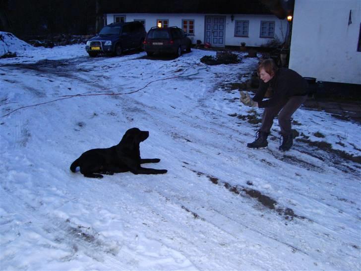 Labrador retriever Petit Deor's O'Mega - O´Mega og jeg træner kommunikation :) Mest bare for sjov :P billede 8