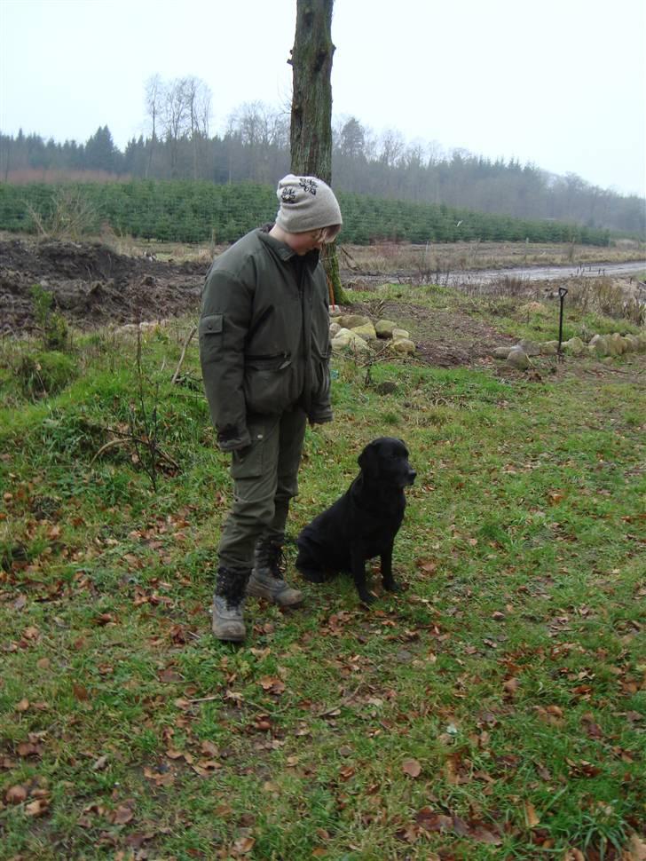 Labrador retriever Petit Deor's O'Mega - O´Mega og jeg træner markering, og dummy´en er lige kastet :) billede 9