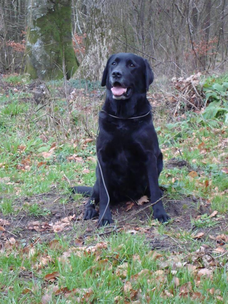 Labrador retriever Petit Deor's O'Mega billede 10