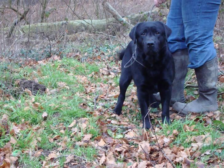 Labrador retriever Taslas little CloudDancer billede 14