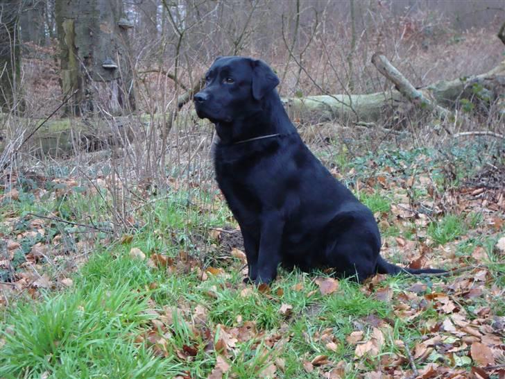 Labrador retriever Taslas little CloudDancer billede 15