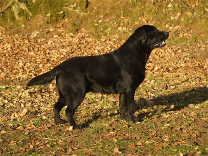 Labrador retriever Taslas little CloudDancer billede 16