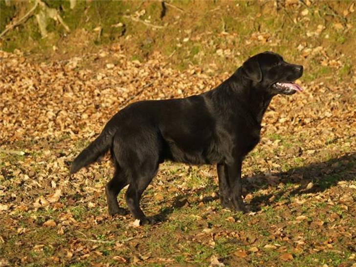 Labrador retriever Taslas little CloudDancer billede 17