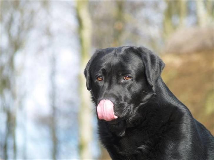 Labrador retriever Taslas little CloudDancer billede 18