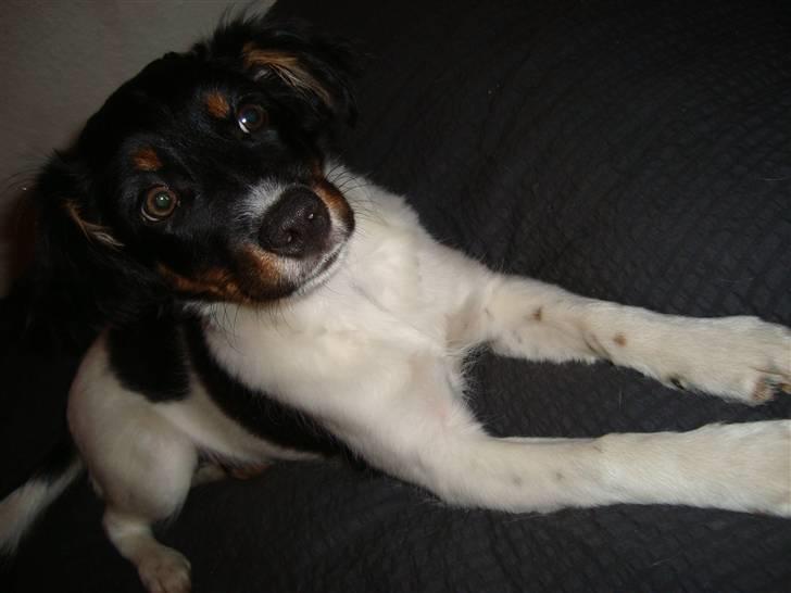 Blanding af racer musse'pigen <33 billede 1