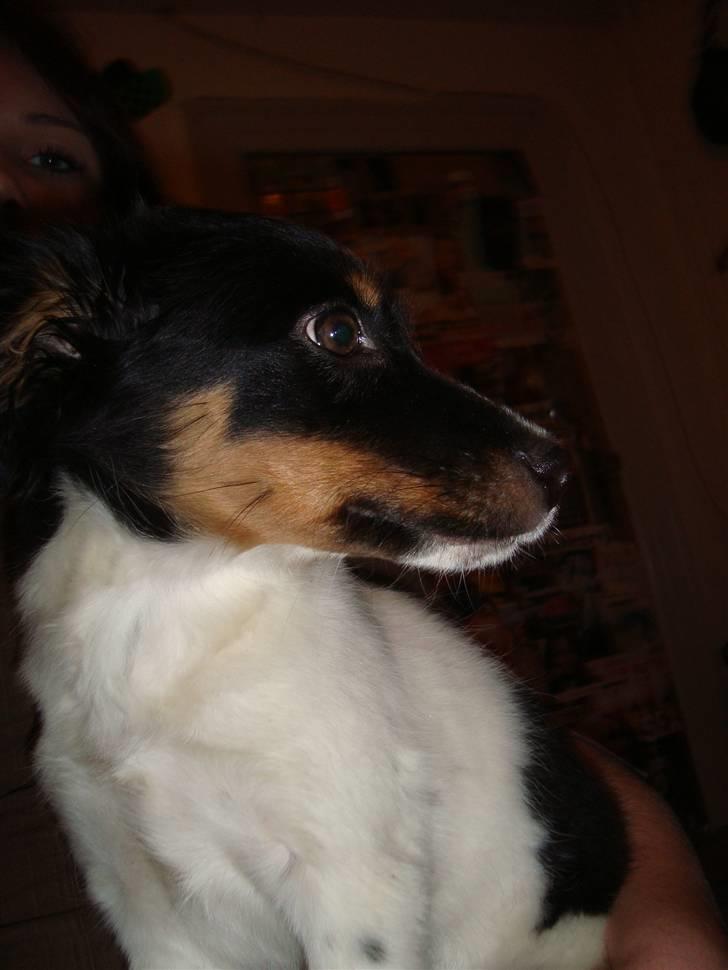 Blanding af racer musse'pigen <33 billede 2