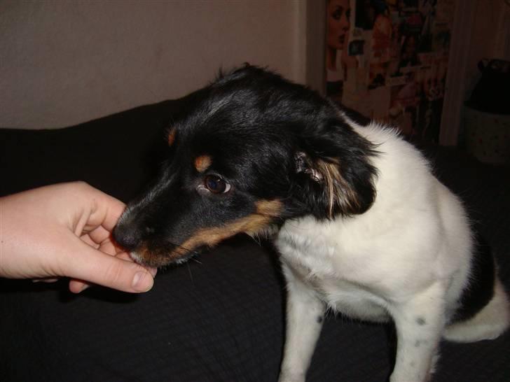 Blanding af racer musse'pigen <33 billede 3